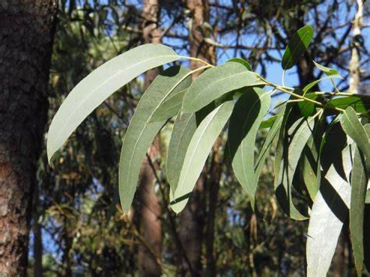 Do cats like eucalyptus scent?
