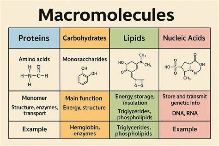Is macromolecule a lipid?