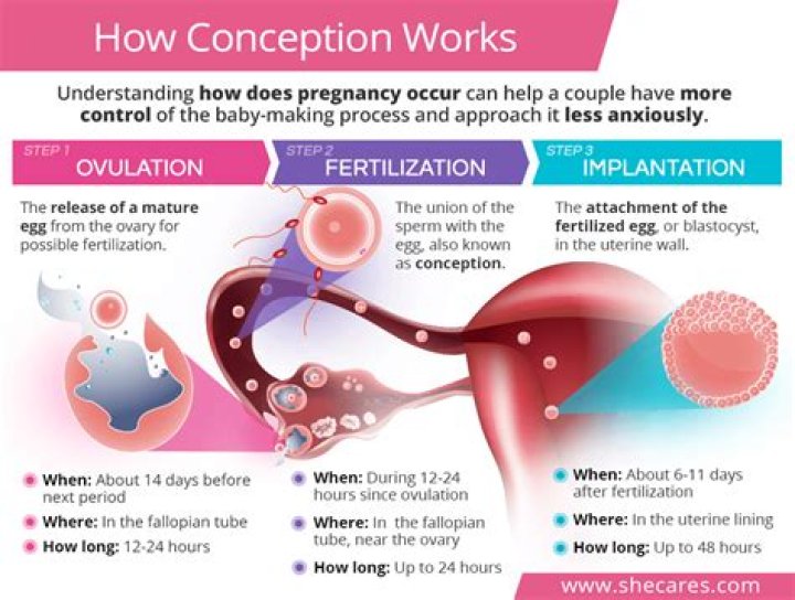 What is conception and when does it occur?