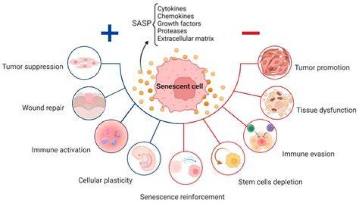 When does senescence occur?